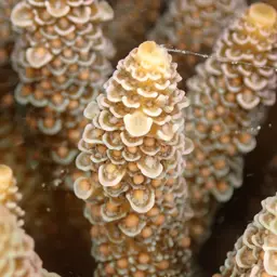 Staghorn Coral, photo 2