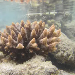 Staghorn Coral, photo 6