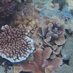 Staghorn Coral, photo 7
