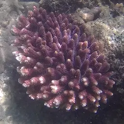 Staghorn Coral, photo 8