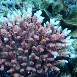 Staghorn Coral, photo 11