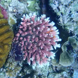 Staghorn Coral, photo 12