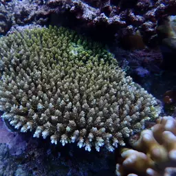 Corymbose Plate Coral, photo 2