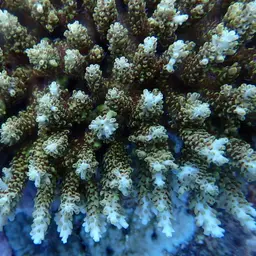 Corymbose Plate Coral, photo 3