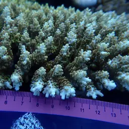 Corymbose Plate Coral, photo 1