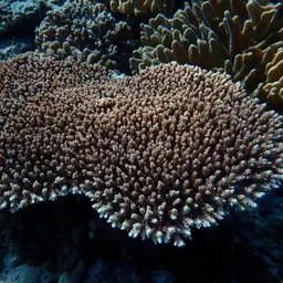 Corymbose Plate Coral, photo 4