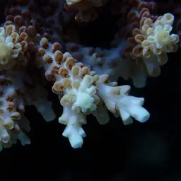 Corymbose Plate Coral, photo 5