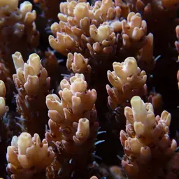 Corymbose Plate Coral, photo 6