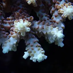 Corymbose Plate Coral, photo 7