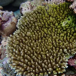 Corymbose Plate Coral, photo 8