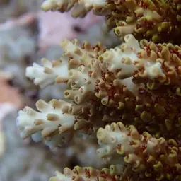 Corymbose Plate Coral, photo 9