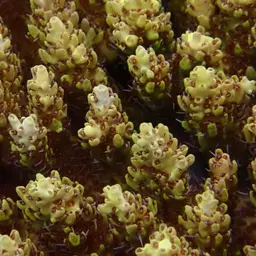 Corymbose Plate Coral, photo 10