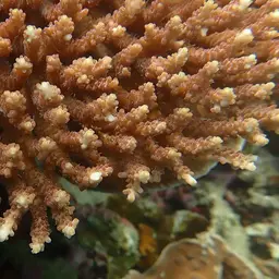 Corymbose Plate Coral, photo 11