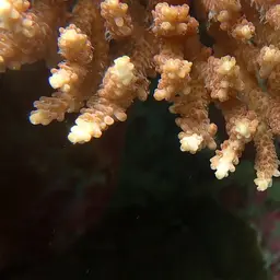 Corymbose Plate Coral, photo 12