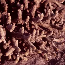 Staghorn Coral, photo 2