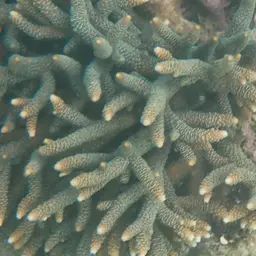 Staghorn Coral, photo 3