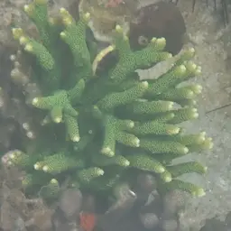 Staghorn Coral, photo 4