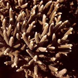 Staghorn Coral, photo 5