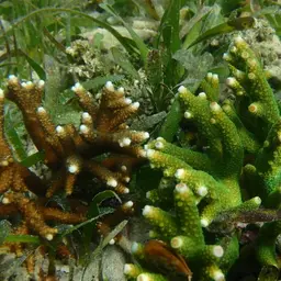 Staghorn Coral, photo 6
