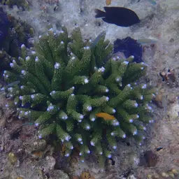 Staghorn Coral, photo 7