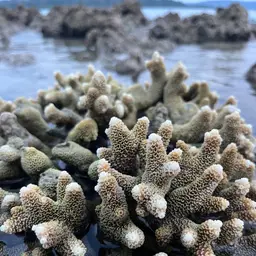 Staghorn Coral, photo 8