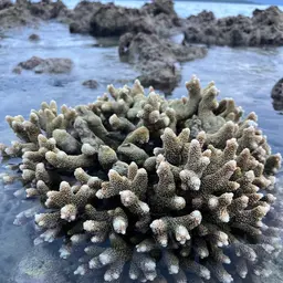 Staghorn Coral, photo 9