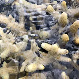 Staghorn Coral, photo 10