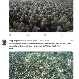 Staghorn Coral, photo 11