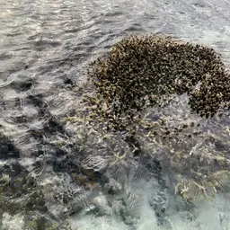 Staghorn Coral, photo 12