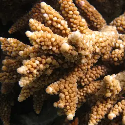 Staghorn Coral, photo 1