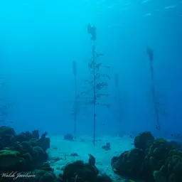 Staghorn Coral, photo 2