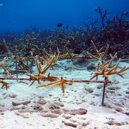 Staghorn Coral, photo 1