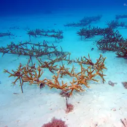 Staghorn Coral, photo 4