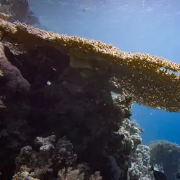 Plate Coral, photo 2