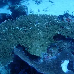 Plate Coral, photo 3