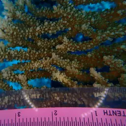 Plate Coral, photo 4