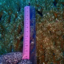 Plate Coral, photo 5
