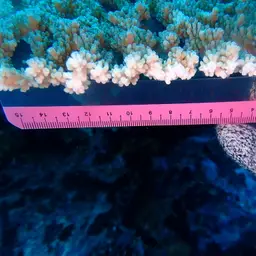 Plate Coral, photo 7