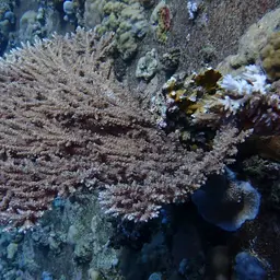 Plate Coral, photo 8