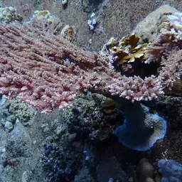 Plate Coral, photo 9