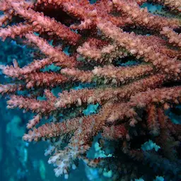 Plate Coral, photo 1