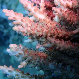Plate Coral, photo 10