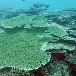 Plate Coral, photo 11