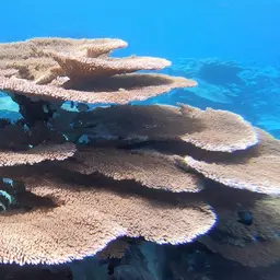 Table Coral, photo 1