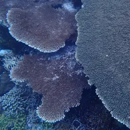 Table Coral, photo 2