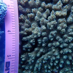 Table Coral, photo 3