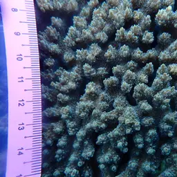 Table Coral, photo 4