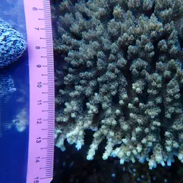 Table Coral, photo 5