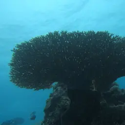 Table Coral, photo 6
