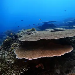 Table Coral, photo 7
